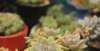 蕨青翠喜人“紫雾”淡雪的优选品种，景天科风车草属多肉植物，植株莲座型皮实好养室内养