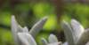 起来挺漂亮“福兔耳”景天科伽蓝菜属的多肉植物，白色绒毛，兔耳系列，较好养品种生活中