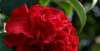 克雷默被誉为“红茶花之王”，它闻起来比香水香，比牡丹更漂亮，花期长
