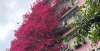 又趣味十足3种爬藤花是“开花大王”，阳台养几盆，半年成花墙！植物名