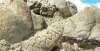 壮美的乐歌北美最古老的岩画，有1万多年的历史跨越千