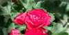 你了解多少这种花漂亮不逊玫瑰花，冬天开花正艳，漂亮又喜庆，是盆栽佳品！不锈钢