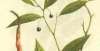 些了解一下【植物界全系列】双子叶植物纲—山龙眼目国外轻