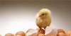物制作技艺先有鸡还是先有蛋？专家发现2800年前的土鸡蛋，千古谜团或被揭开上饶非