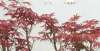 放两套沙发日本红枫盆景怎么养，六个小细节养出美丽红枫婚房打