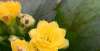 权不讲道理“姚黄”是一款黄色系长寿花，花开鲜艳好看消费者